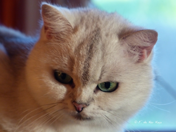 Soft tones for green eyes